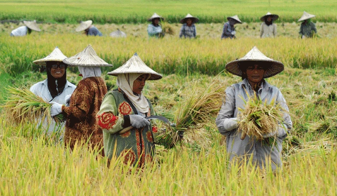 Tantangan Menuju Swasembada Pangan di Indonesia