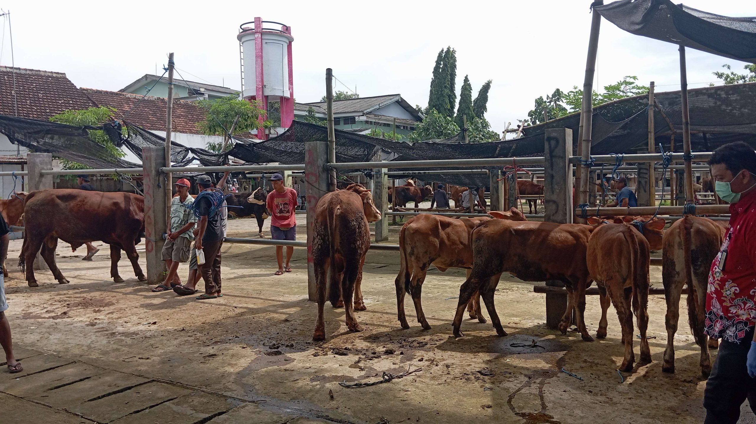 Dukung Jadi Sentra Sapi Terbesar, Pemkot Blitar Siapkan Atap Permanen di Dimoro