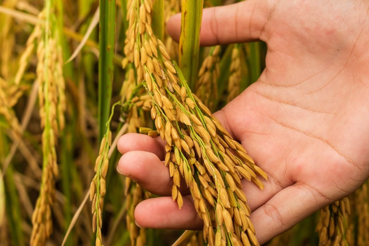 Lonjakan Produksi Padi di Kota Blitar 2025: Hampir Dua Kali Lipat dari Tahun Lalu