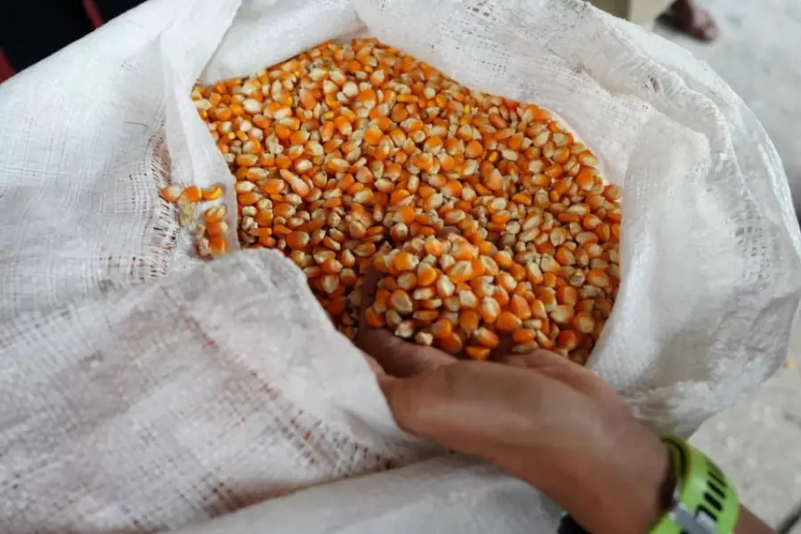 Pemkot Blitar Salurkan 613 Ton Jagung Lewat Program SPHP