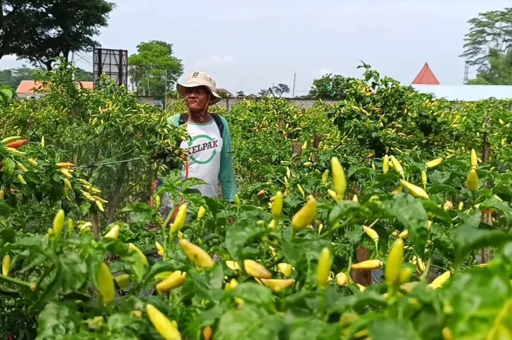 Musim Panen Raya, Petani Cabai di Blitar Merugi Akibat Harga Anjlok