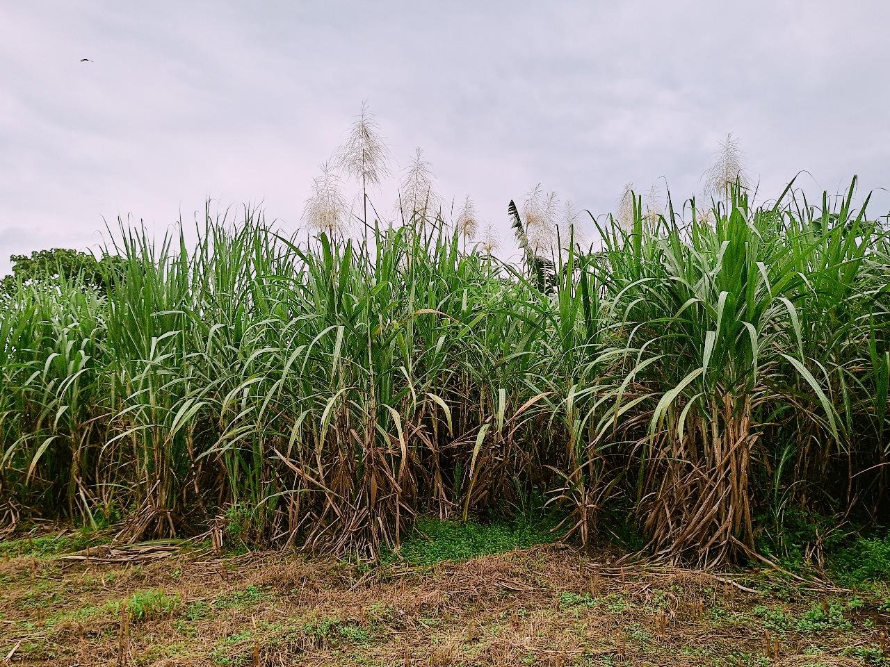 Deforestasi Tak Resmi Capai Ribuan Hektare, Ancaman Banjir dan Longsor Mengintai Blitar Selatan