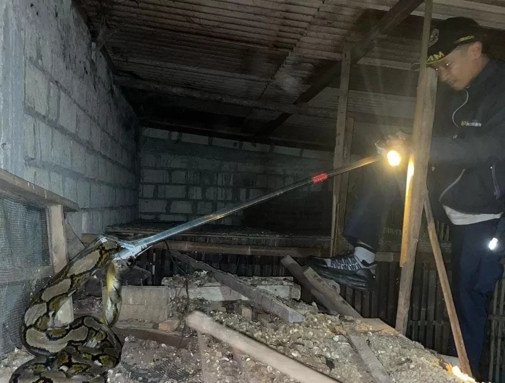 Tim Damkar Blitar Melakukan Evakuasi Ular di Rumah Warga