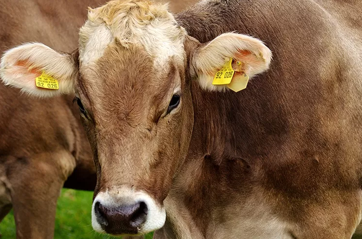 69 Sapi di Blitar Terjangkit PMK, Peternak Diimbau Tingkatkan Kewaspadaan