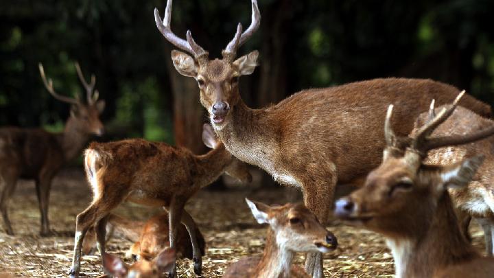Dari Edukasi hingga Rekreasi, Penangkaran Rusa Maliran Blitar Tawarkan Pengalaman Liburan Unik