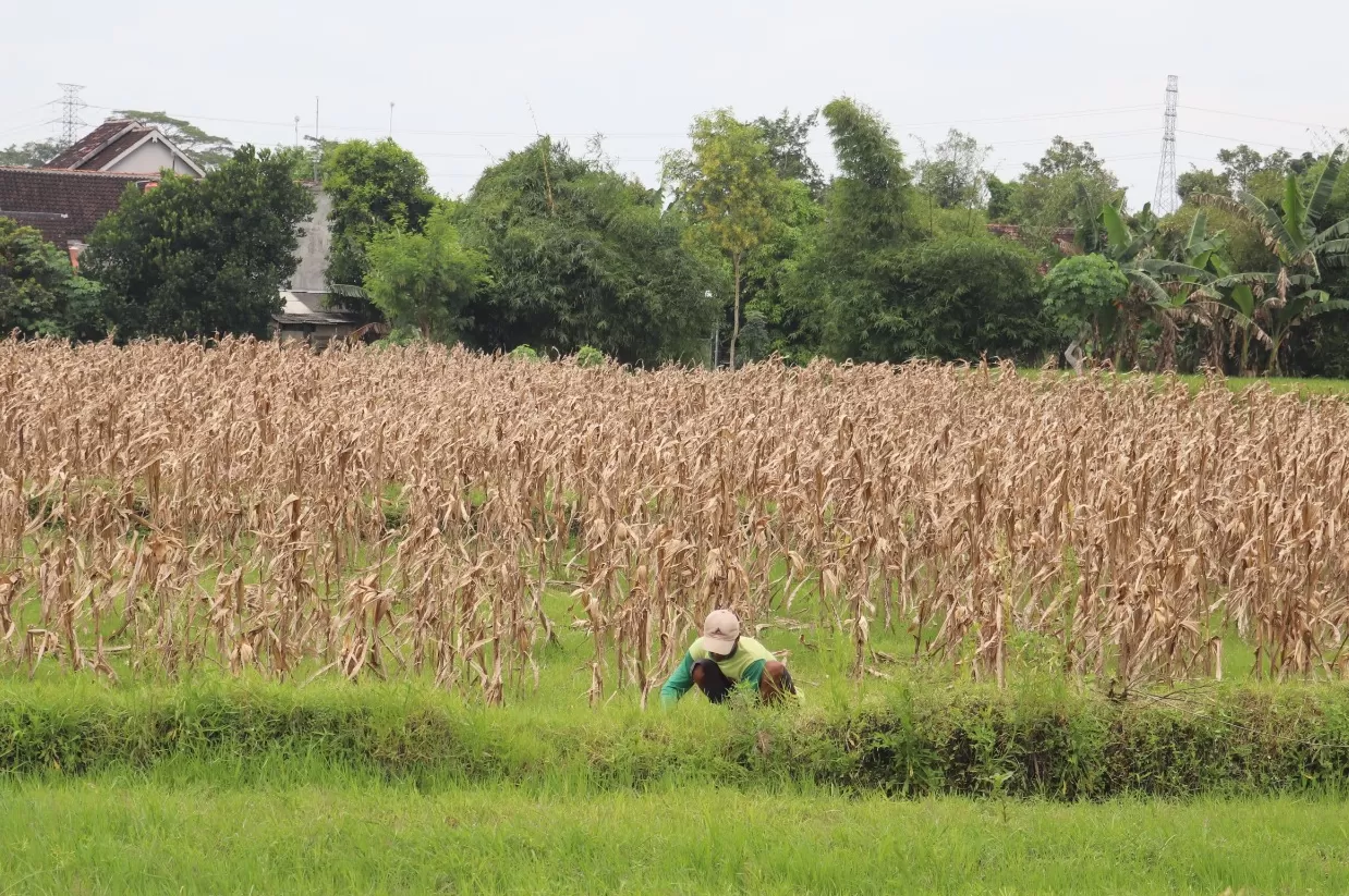 Data BPS menyebutkan bahwa hasil panen padi di Kota Blitar meningkat pesat