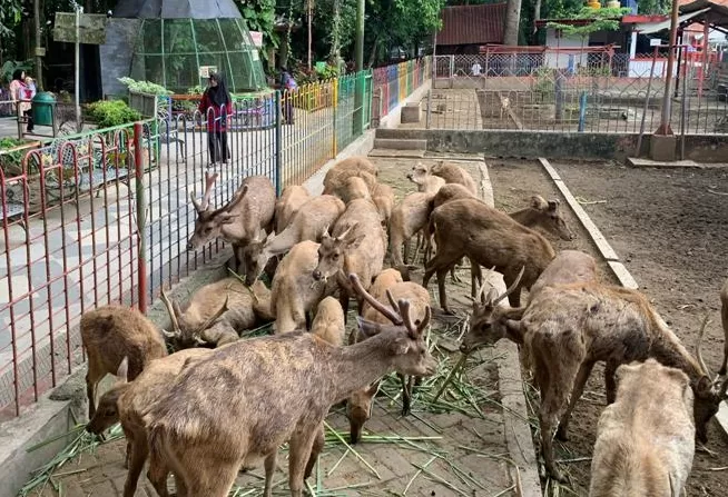 Koleksi Rusa di Kebon Rojo