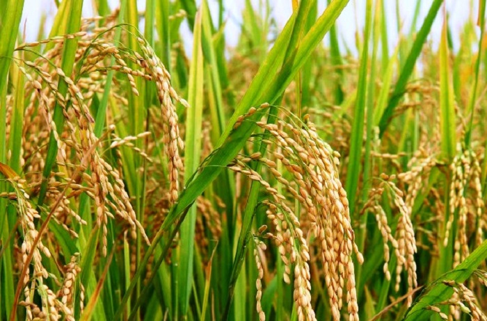 ilustrasi tanaman padi