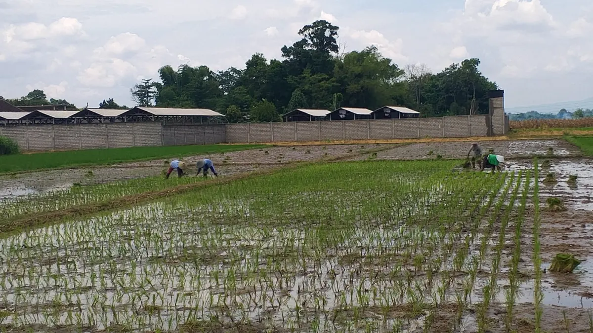 petani di Kabupaten Blitar sedang menanam padi di lahan yang tersedia
