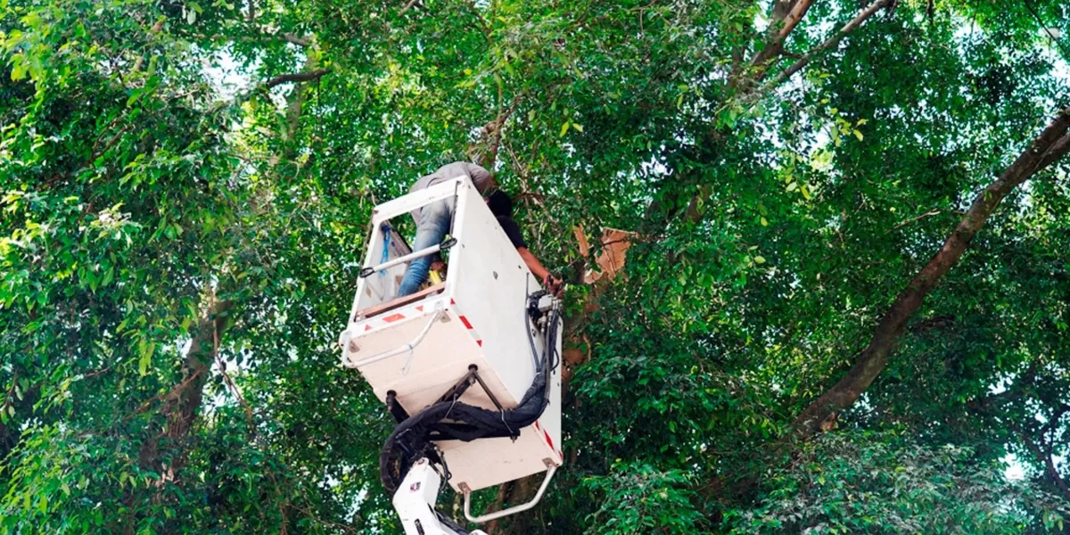 petugas memasang tali dan kaleng di pohon untuk menakuti burung kuntul